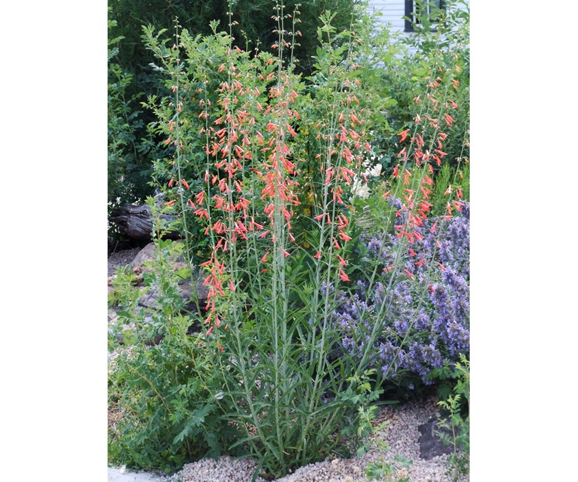 Bridge's Penstemon